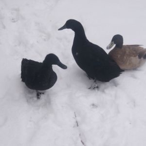 Harrold and his girls.. 
Left- Daisy
Right- Saphire