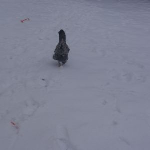 Blue running from the camera