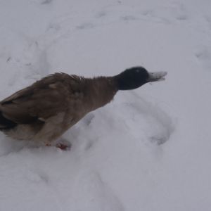 Harrold enjoyin the snow and rollin around like a goof ball
