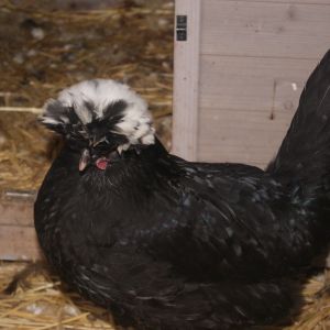 Zelda- she is my baby got outside at 3am just intime befor a Coon killed her.. R.I.P RoseBudd my Americana i was to late for you :/
