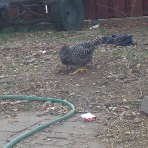 My barred rock hen who my wife decided to name oreo