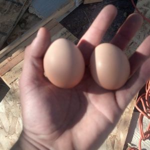My first 2 eggs! I was so excited didnt know what to do