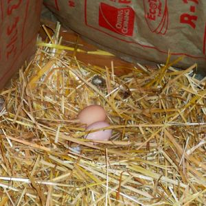 Where they prefer to lay. 2 eggs have broken because they were hidden in the straw elsewhere & got stepped on.
