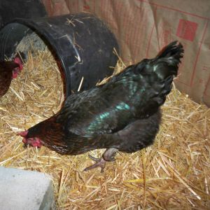 Black Sexlink Hen. Bossy Bossy! 

I Moved the nesting buckets back onto the floor of the coop to see if they would start using them again.