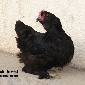 اینم یه فنوتیپ دیگه