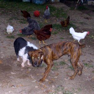 TEX, Pumba and some chickens.