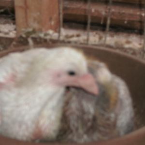 Took these pictures this morning Jan 10, 2013. Jack & Frostie are now 13 & 14 days old. Doing well in their Styrofoam nest box. I seem to be getting a lot of brown in some of the offspring of my White Doves??