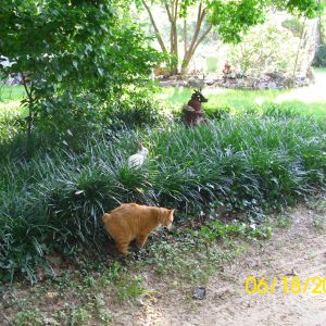Bobby Jack (Manx cat) and Hoppy (Californian Rabbit) playing hide and seek in the flower bed.