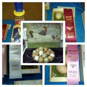 Bluebonnet Egg Show in College Station Texas, home of the Texas A&M Aggies, 1st & 2nd prize ribbons for green eggs and 3rd & 4th place ribbons for brown eggs, January 2013.