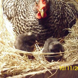 Barred Plymouth Rock hatches 2 out of 6 eggs.