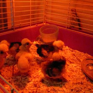 Bandit watching chicks