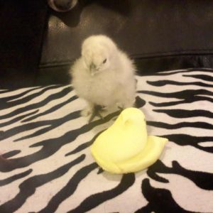 *
Poppycock says "Happy Easter! Peep!"