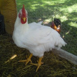 *Found out was a boy. Named this big boy Brock Samson. But he was given to my friend for their girls.