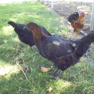 *
Lilly Munster and Dean in the back flirting with Neighbor's Barred Rock named Zelda