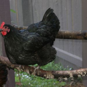 Beetle the Australorp