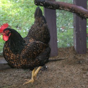 Barnie the Barnevelder