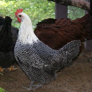 Sylvia the Silver Campine