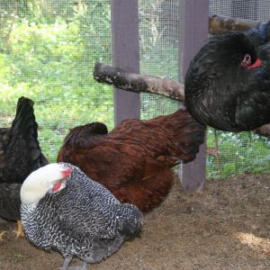 Preening after getting wet under the mister