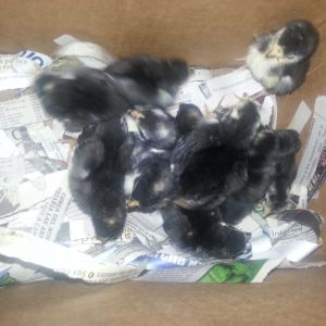 McMillan aseel stag "beast" CHICKS