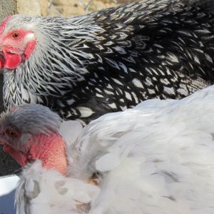 Silver Laced Wyandotte with Splash NN