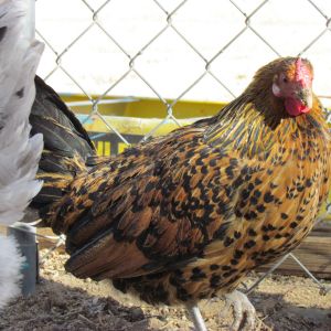 Golden Spangled Hamburg