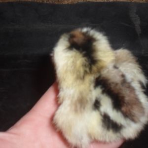 1  Day  old  Easter  Egger