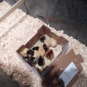 newbies  are  home!!!!  Ordered  from  Meyers  Hatchery