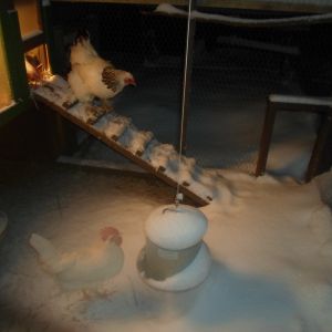 Thier  first  snowfalll........lol