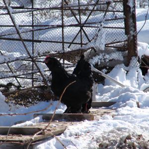 flock in winter - 20 degrees.