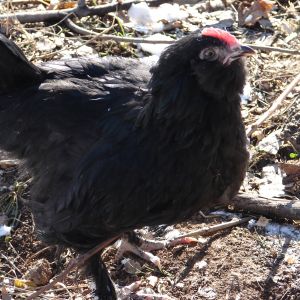 chicken with cold 20 degrees below zero Friday, no problems found.
