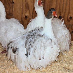 Trinity & Moscato (back) Blueberry Muffin (front)