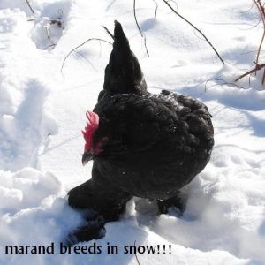 marandi breed