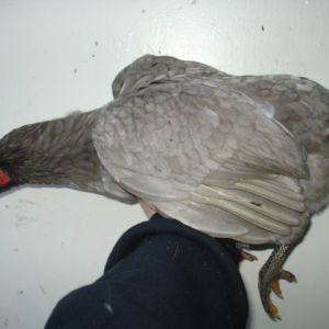 Cleanfaced and rumpless pullet. Hatched summer 2012.