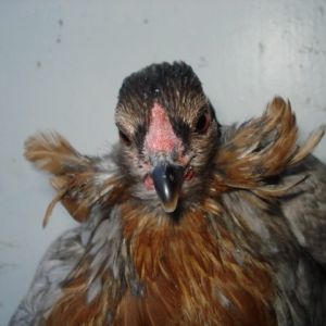 Same hen, with a view of her tufts.