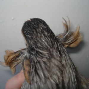 Another tuft picture.