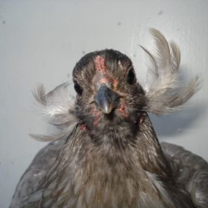 Blue tailed and tufted pullet. Hatched summer 2012.