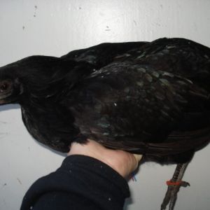 Black rumpless, cleanfaced pullet. Hatched 2012.
