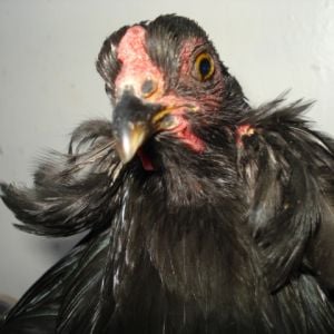 Same hen