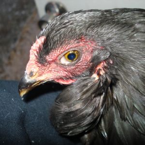 Same hen