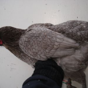 Special needs olive egger. Hatched 2012, summer.