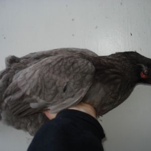 Tailed and tufted pullet. Her tufts are tiny. Hatched summer 2012.
