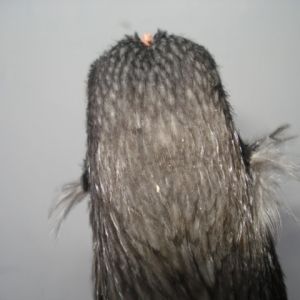 More little tufts