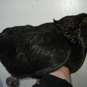 Black birchen-ish hen. Hatched 2011, summer. Has one massive tuft and one smaller tuft.