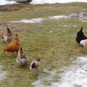 Look at all the grass to eat! Where do we start?