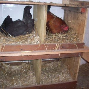 Yep, that's a roo in the nest box! Playing house and trying to get a hen to join him!