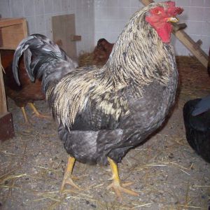 Grayson, getting big