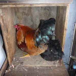 RoadRunner... once again finding a nesting spot, this time the hen gave it a look over