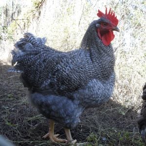 Buster-my Barred Blue Rock cockerel at 6 months.