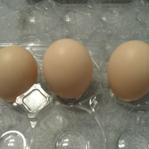 Our first eggs!!!