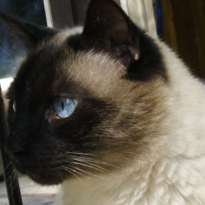 Sky, the Siamese who comes around and lets us pet him.